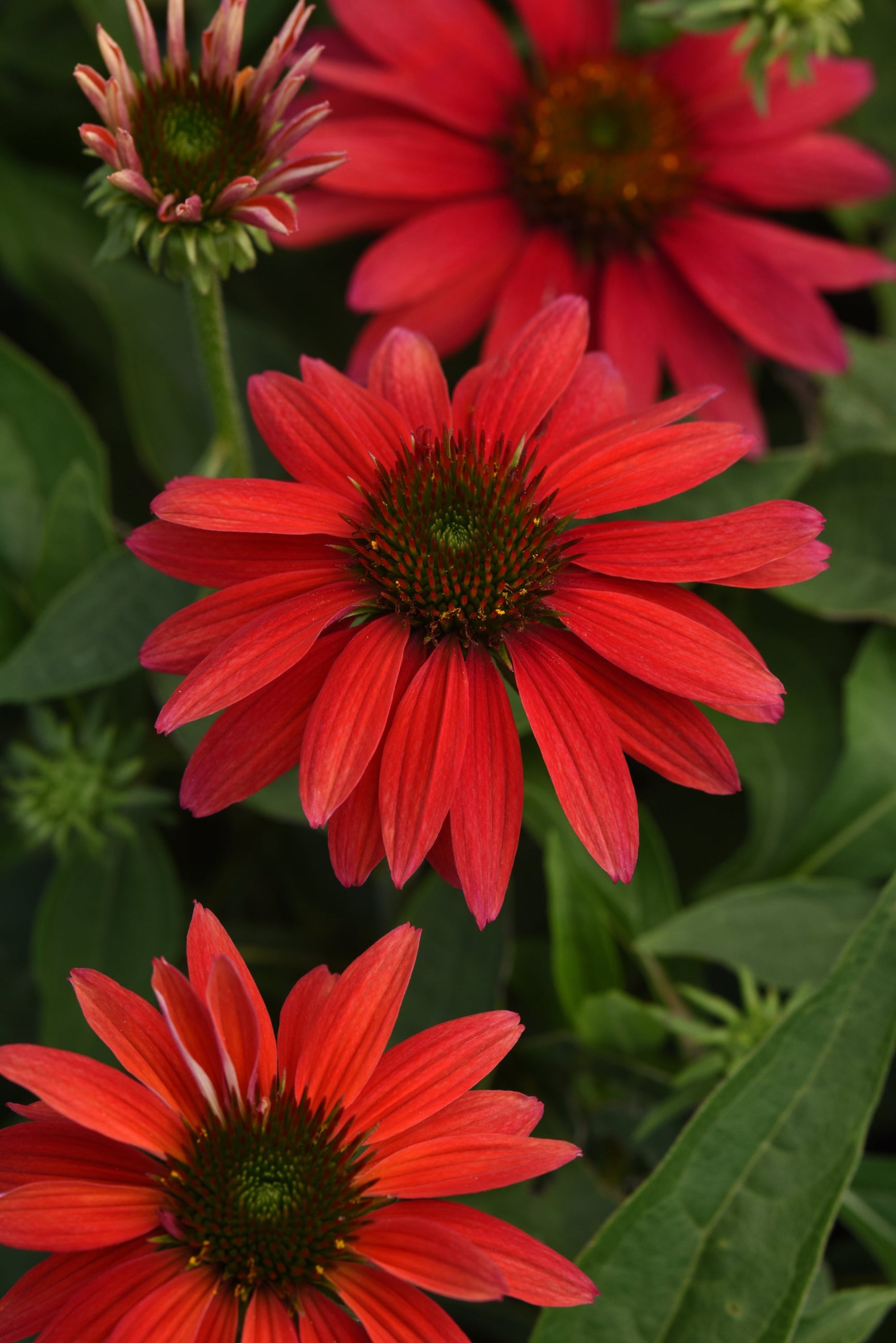 Echinacea 'Sombrero Tres Amigos' flowers up close showing the variations of oranges, scarlet and maroon ©Ball Seed