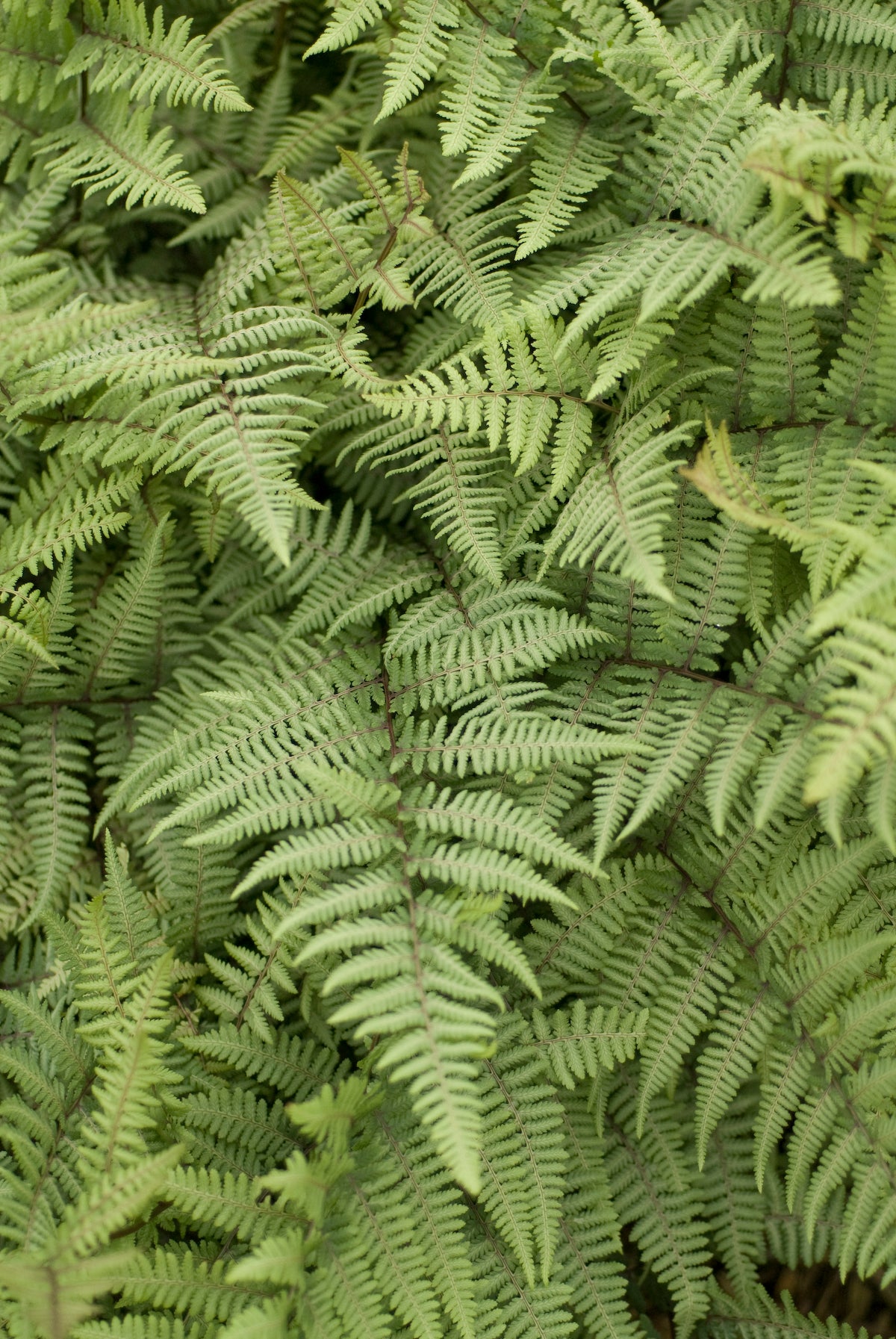 Athyrium 'Ghost' fronds up close ©Ball Seed