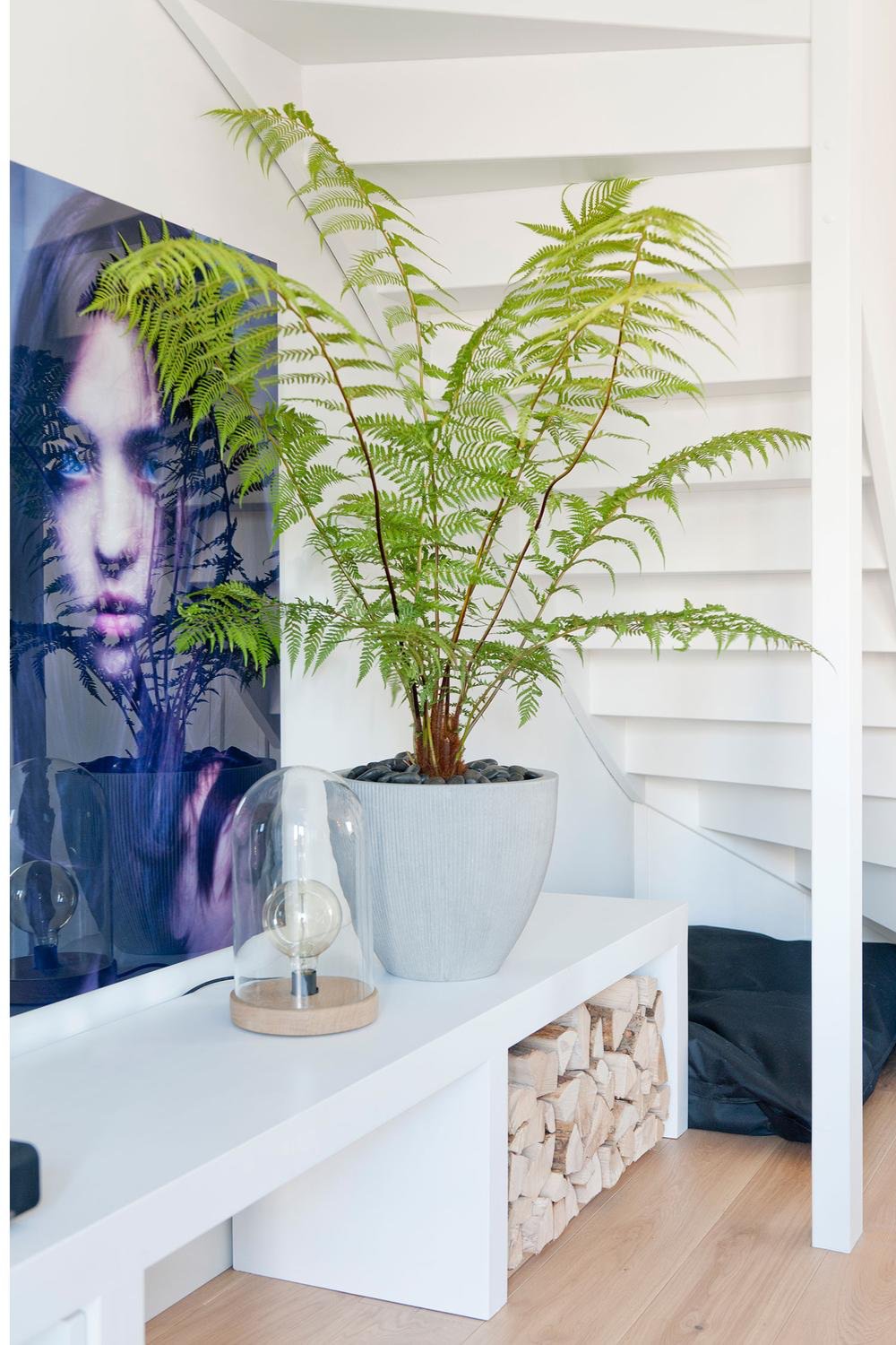 Jesslyn light grey pot with Vertical ridges with an Australian fern potted inside sitting on a white credenza next to a photograph