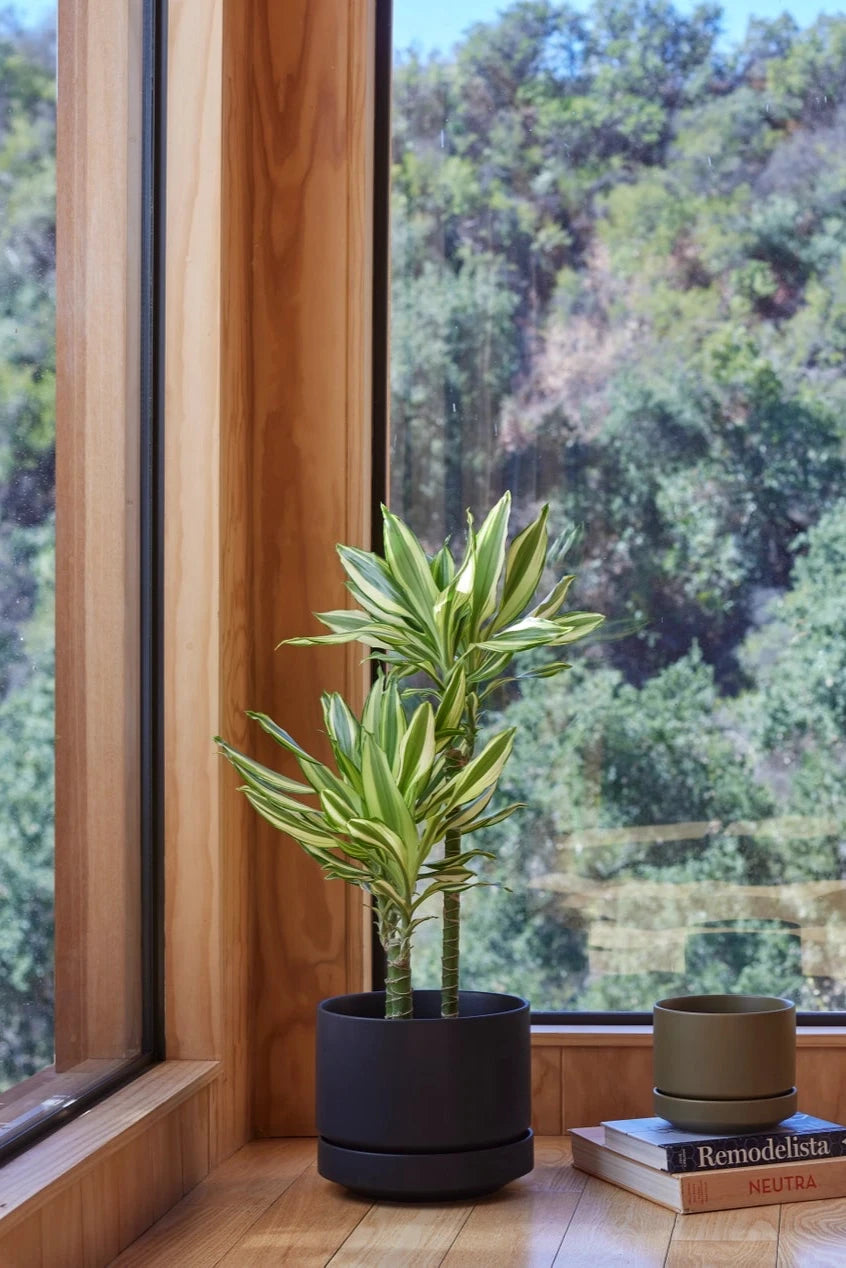 LBE Design Black Round Pot & Saucer potted with a Draceana plant in a corner of a room surrounded by windows on either side.