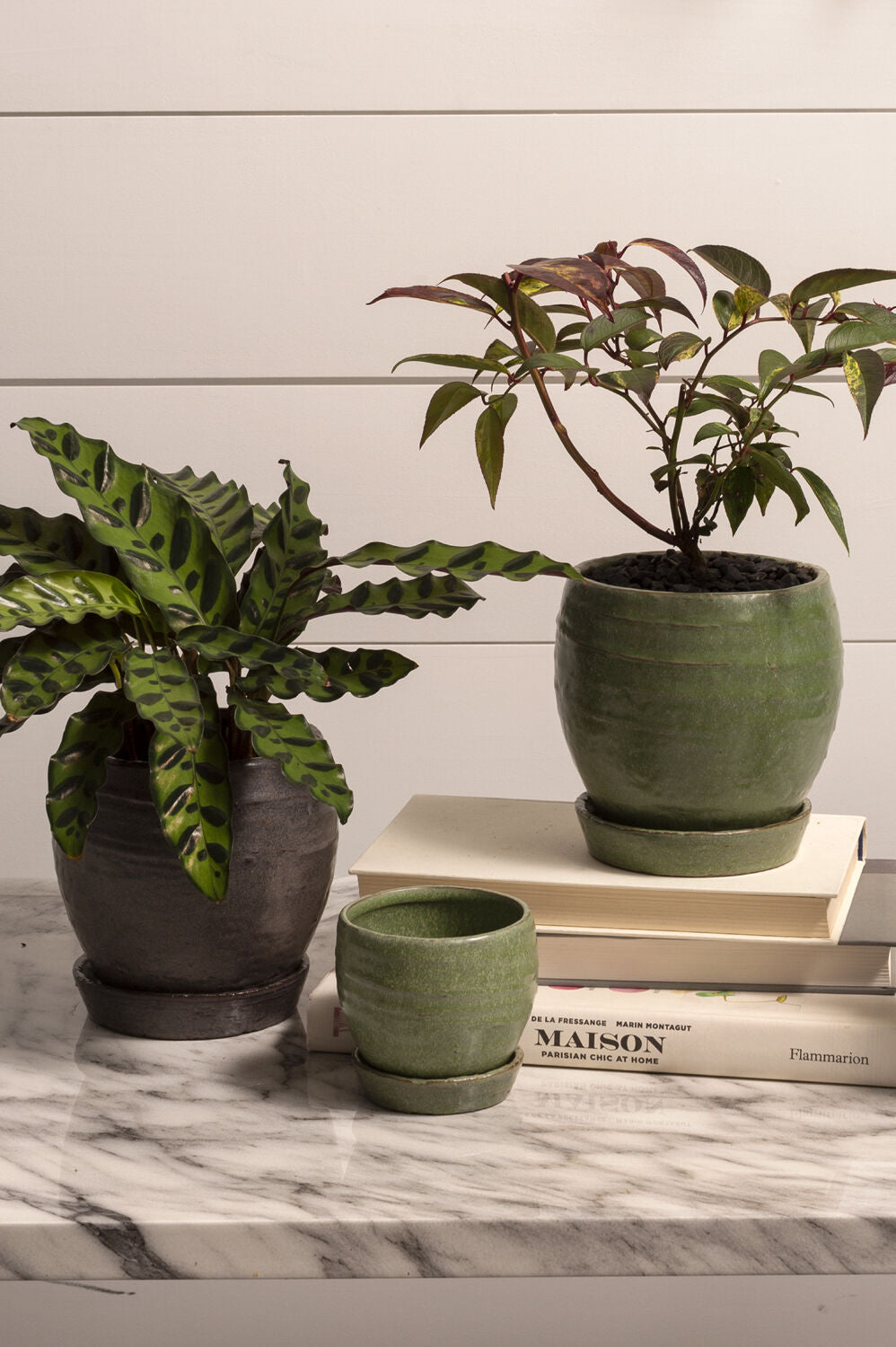 Three potted plants on a marble surface with a white wall background ©Sprout Home