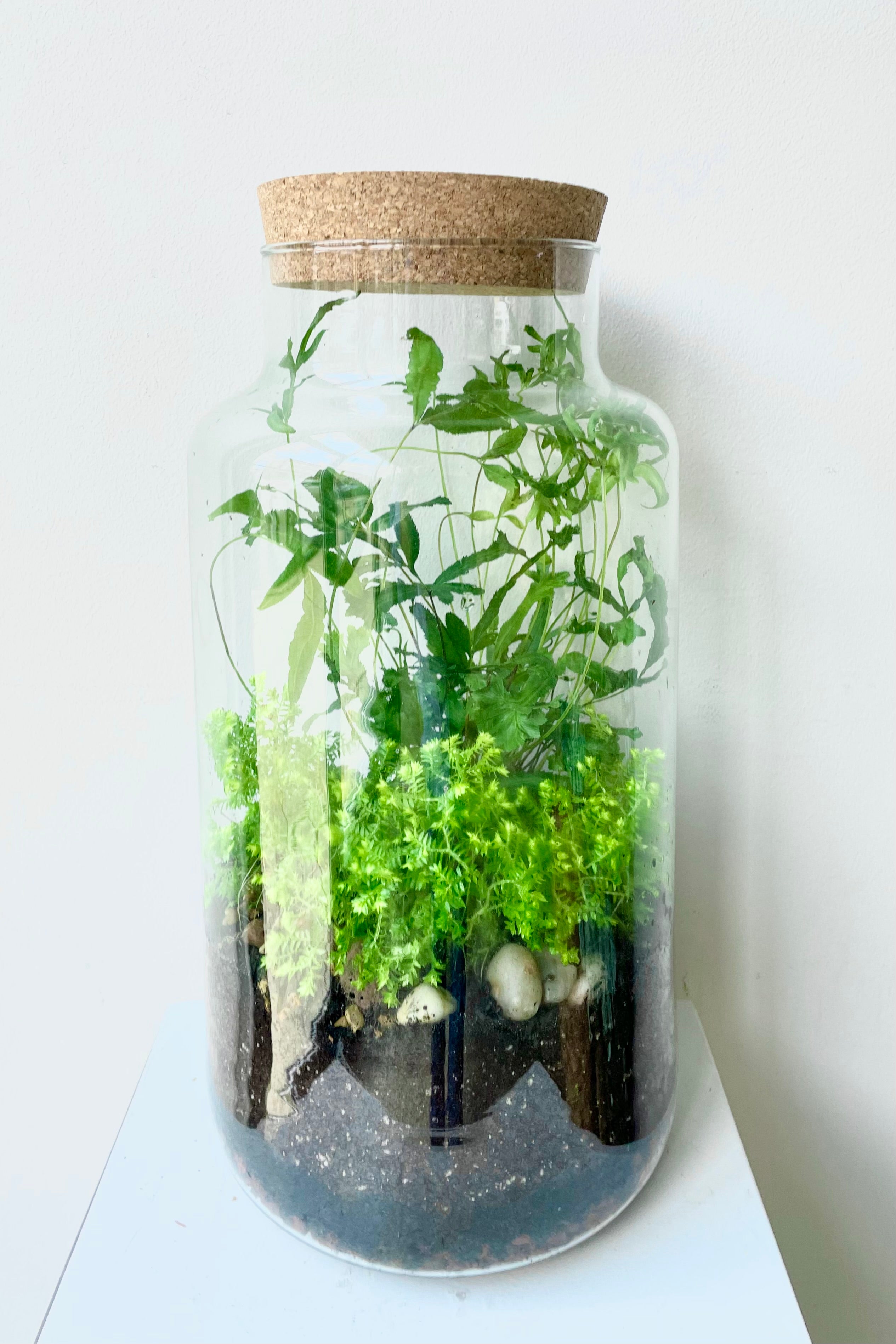 Chela large planted terrarium by Sprout Home