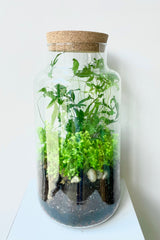 Chela large planted terrarium by Sprout Home 
