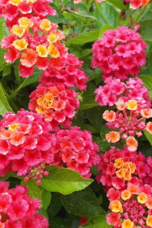 Lantana 'Bandana Cherry Sunrise' flowers in bloom up close ©Clesen Wholesale