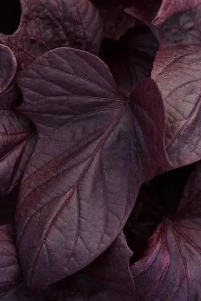 Ipomoea 'Spotlight Red Heart' up close ©Clesen Wholesale