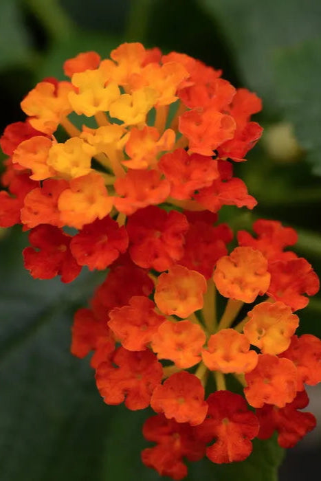 Lantana 'Landmark Red flowers in bloom up close ©Clesen Wholesale