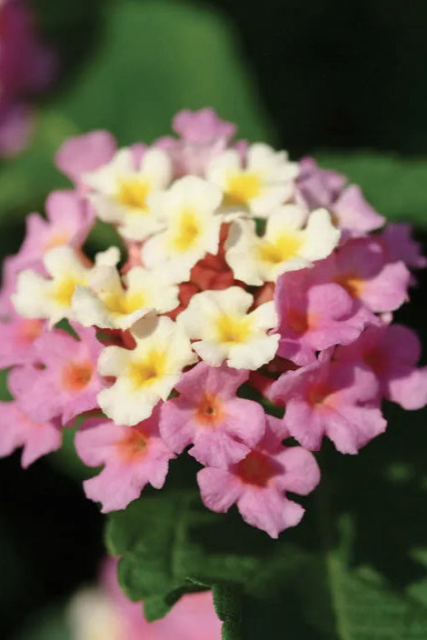 Lantana 'Landmark Rose Glow' flowers in bloom up close ©Clesen Wholesale