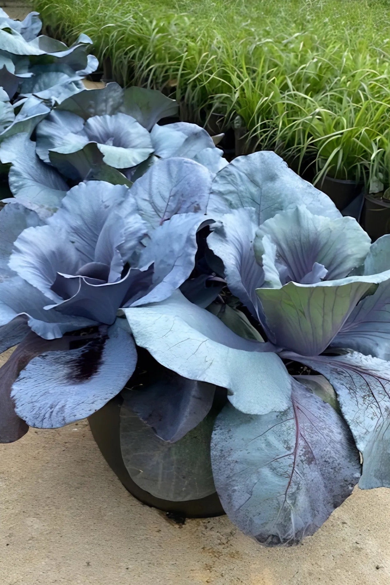 Cabbage 'Ruby Perfection' large and in charge ©Clesen Wholesale