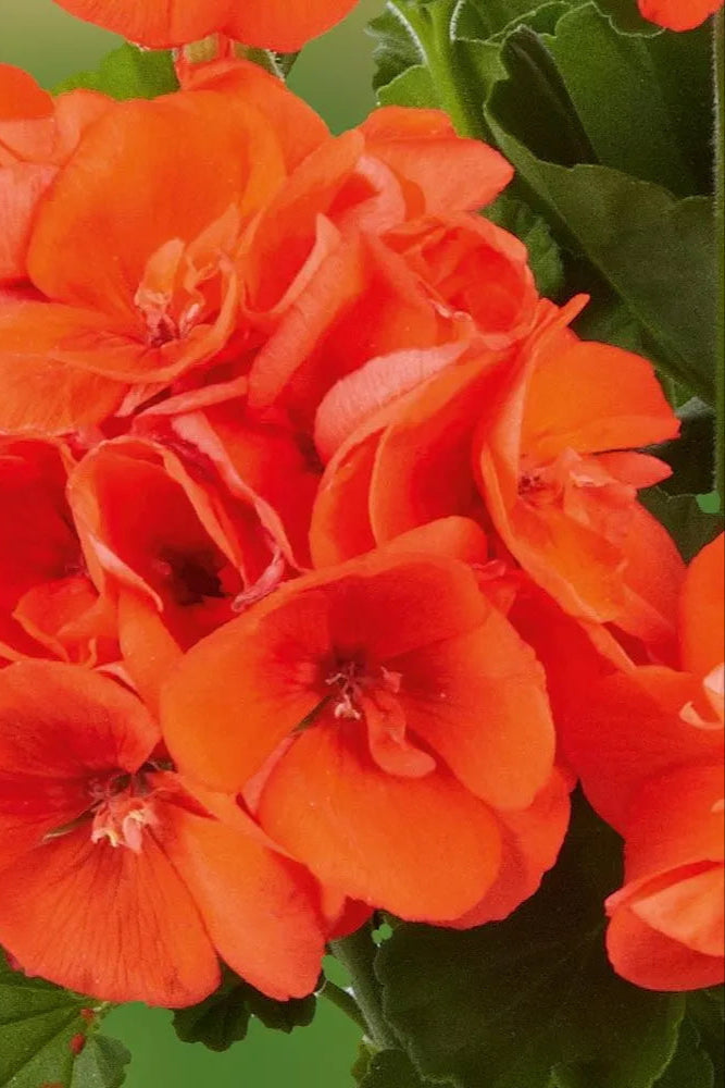 Geranium 'Dynamo Orange' blooming and up close ©Clesen Wholesale