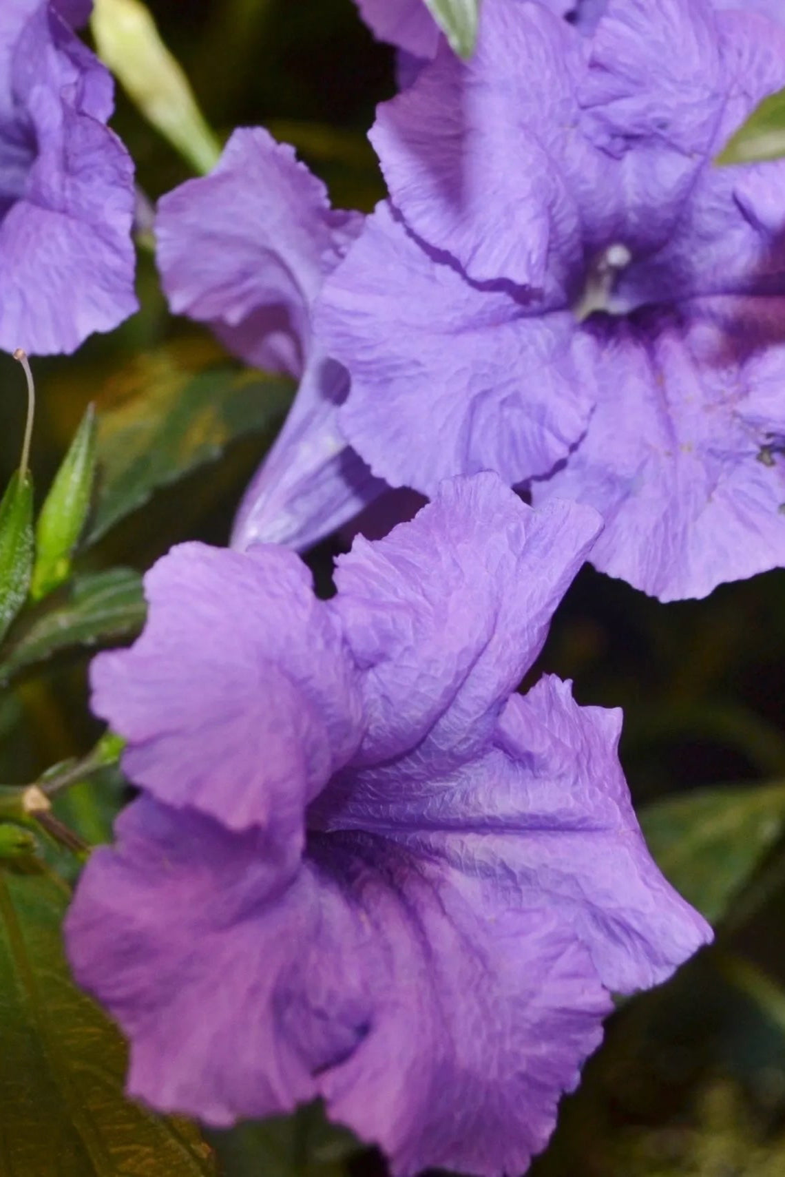 Ruellia 'Mayan Purple' in bloom and up close ©Clesen Wholesale