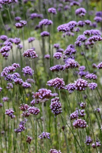 Verbena bonariensis planted in mass and blooming ©Clesen Wholesale