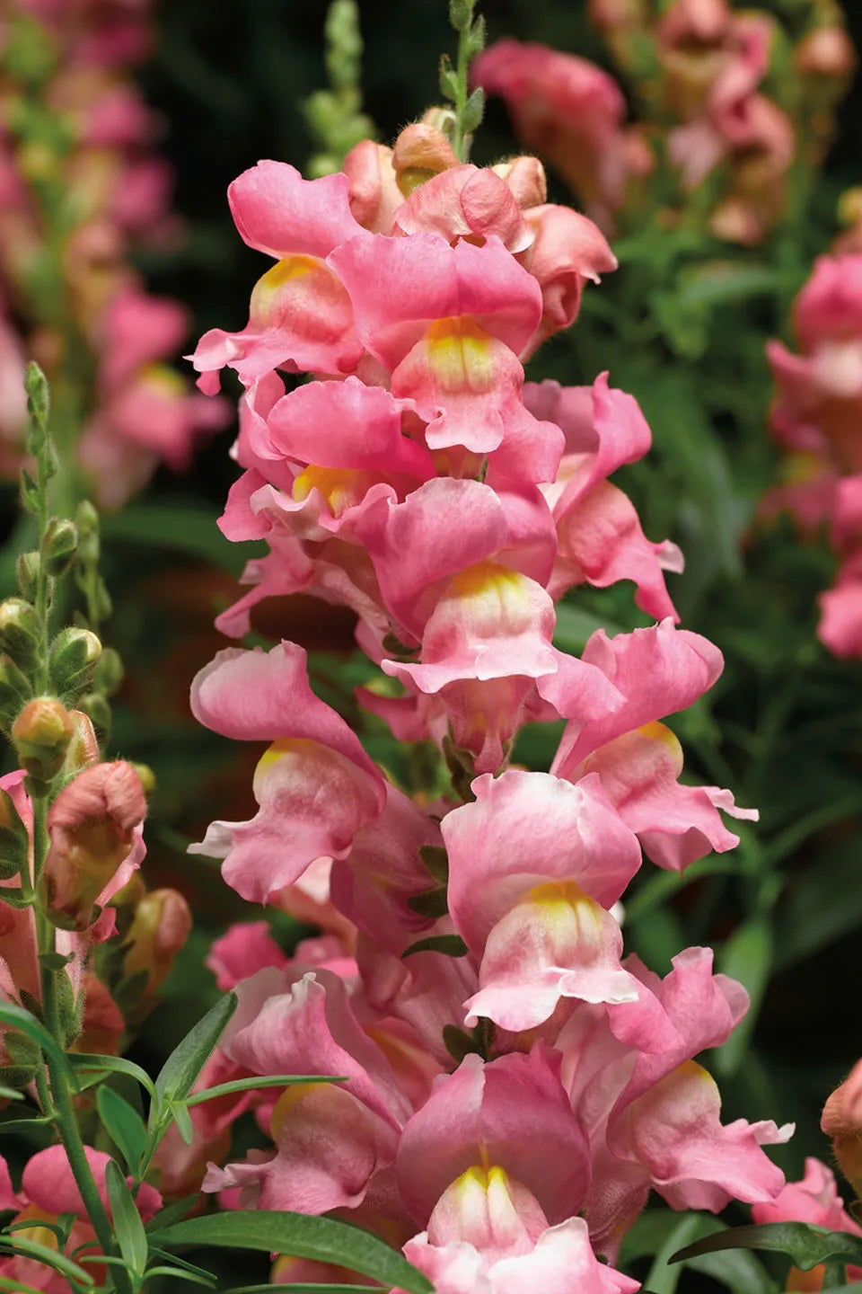 Snapdragon 'Snaptastic Pink' in bloom and up close ©Clesen Wholesale