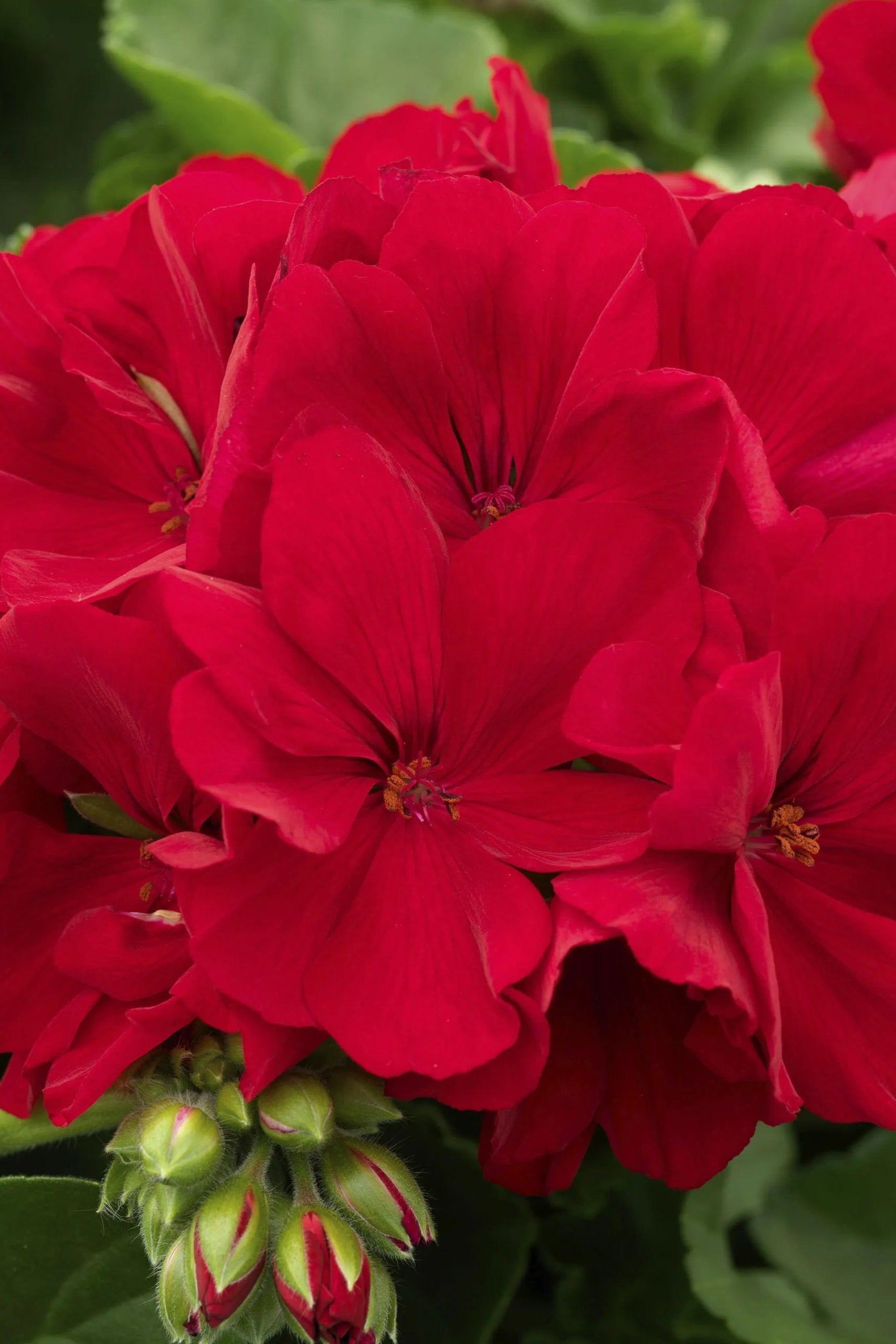 Geranium 'Calliope Dark Red' blooming and up close ©Clesen Wholesale
