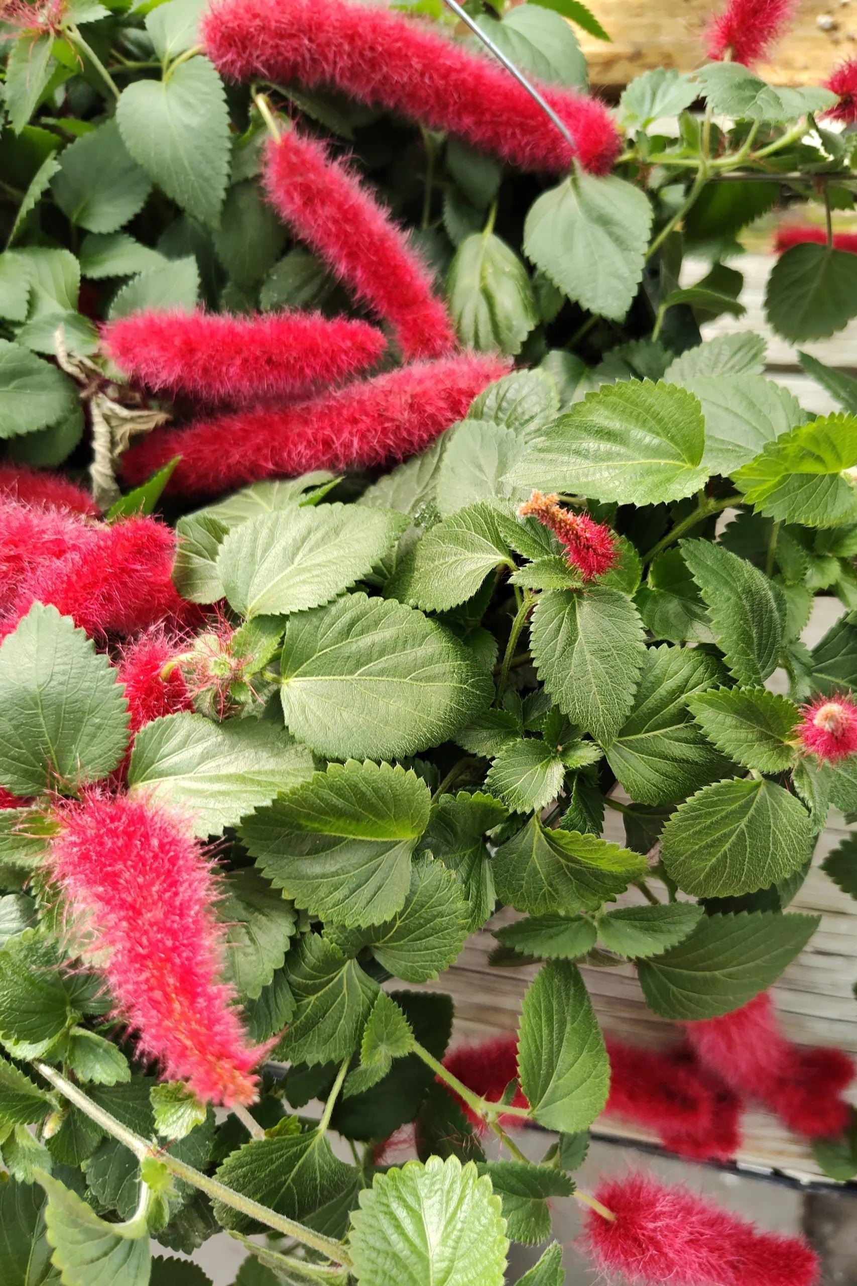 Acalypha "Chenille Plant' up close and in bloom with its red caterpillar like flowers ©Clesen Wholesale