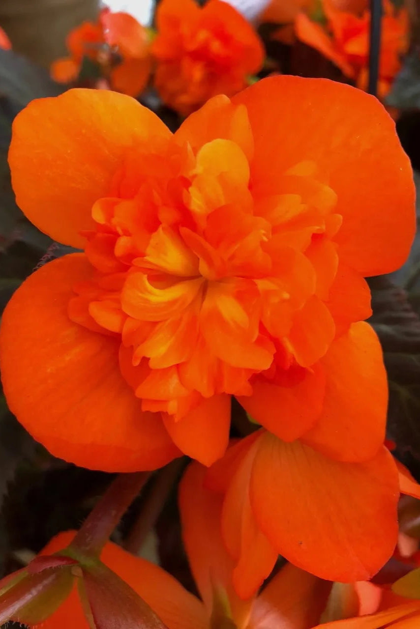 Begonia x I'conia 'Portofino Hot Orange' up close ©Clesen Wholesale