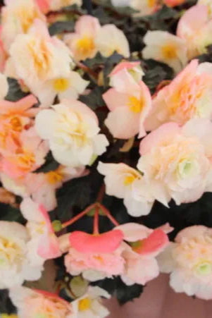Begonia x I'conia 'Portofino Champagne' up close ©Clesen Wholesale