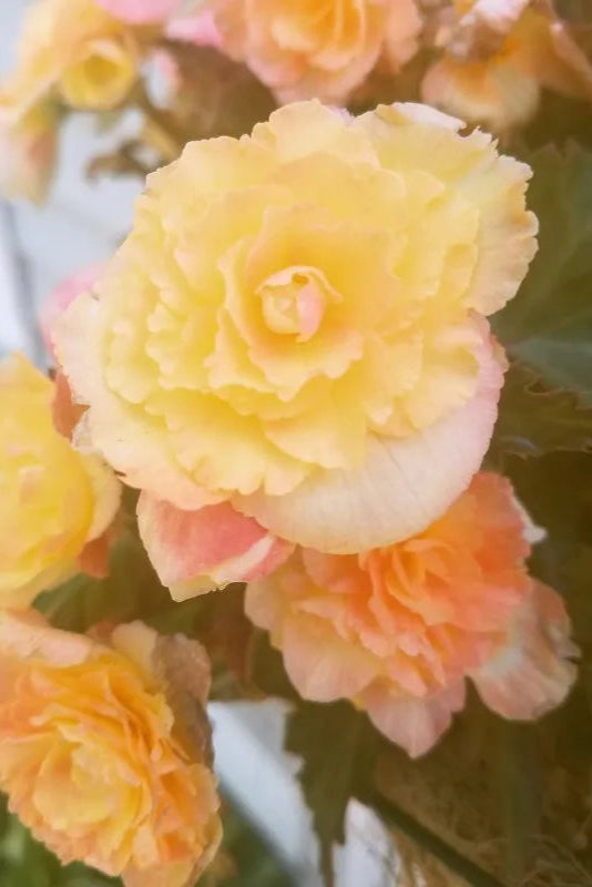 Begonia x I'conia 'Portofino Hot Yellow' up close ©Clesen Wholesale