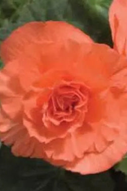 Begonia 'Non Stop Deep Salmon' up close ©Clesen Wholesale