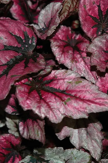 Begonia rex-cultorum 'Shadow King Pink' ©Clesen Wholesale
