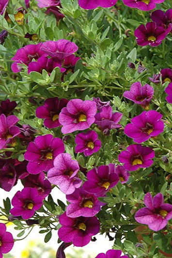 Calibrachoa 'Caberet Purple' up close ©Clesen Wholesale