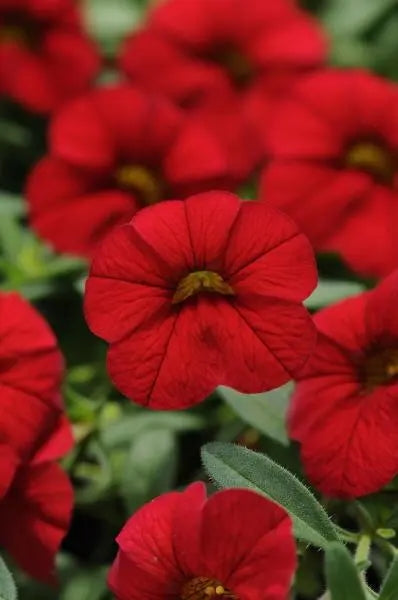 Calibrachoa 'Caberet Bright Red' flowers up close ©Clesen Wholesale