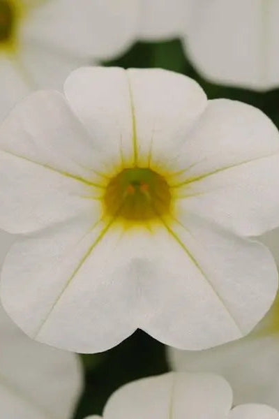 Calibrachoa 'Caberet White' up close ©Clesen Wholesale