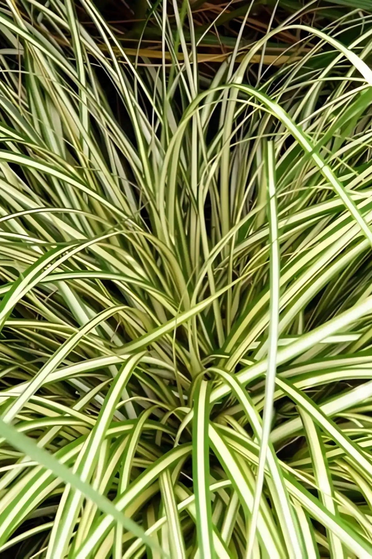 Carex 'O'Shea Evergold' up close ©Clesen Wholesale