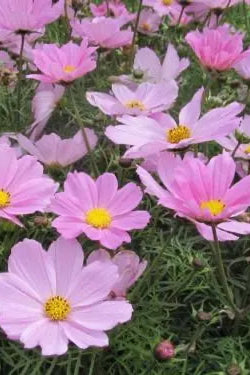 Cosmos 'Sonata Pink' planted in mass and blooming ©Clesen Wholesale