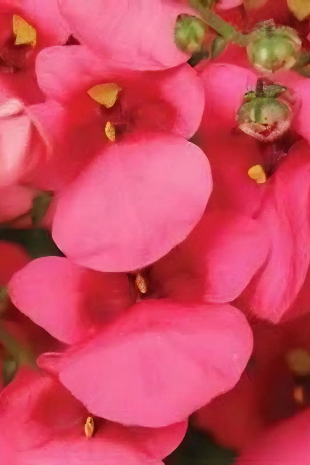 Diascia 'Darla Rose' up close in bud and bloom in April ©Clesen Wholesale