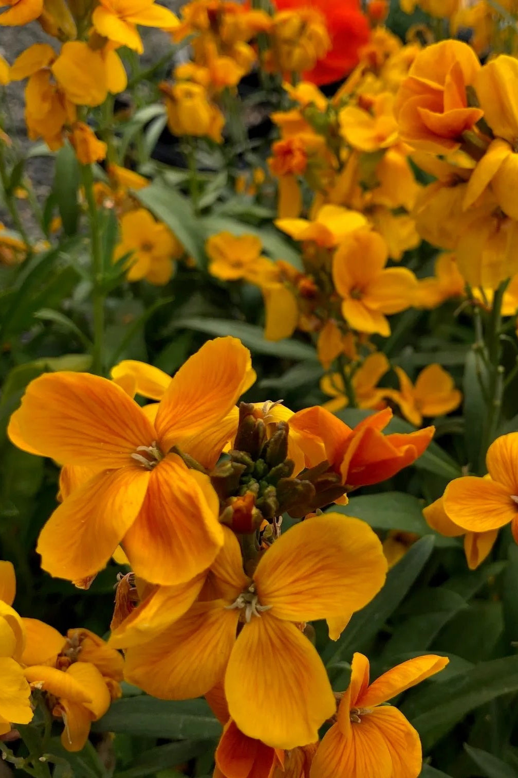 a close up image of the orangeflowers of the Erysimum 'Sugar Rush Orange' annual ©Clesen Wholesale