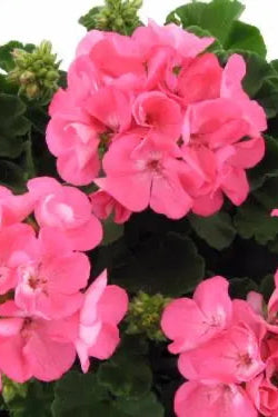 Geranium 'Americana Pink' blooming and up close ©Clesen Wholesale