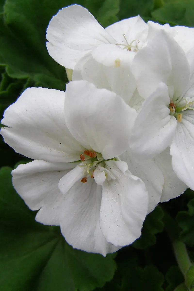 Geranium 'Americana White' blooming and up close ©Clesen Wholesale