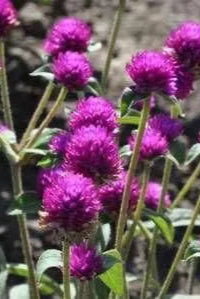 Gomphrena 'Las Vegas Purple' in mass and blooming ©Clesen Wholesale