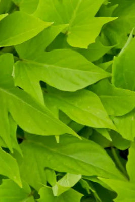 Ipomoea 'Sweet Georgia Green' up close ©Clesen Wholesale