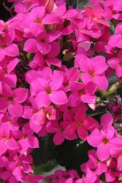Kalanchoe Pink flowers up close ©Clesen Wholesale