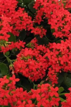 Kalanchoe Red flowers up close ©Clesen Wholesale