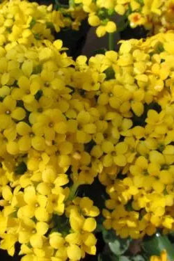 Kalanchoe yellow flowers up close ©Clesen Wholesale
