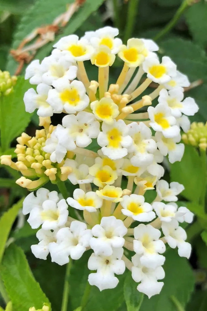 Lantana 'Bandana White' flowers in bloom up close ©Clesen Wholesale