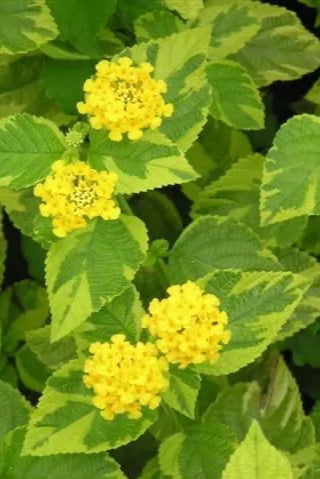 Lantana 'Samantha Yellow' flowers in bloom up close ©Clesen Wholesale