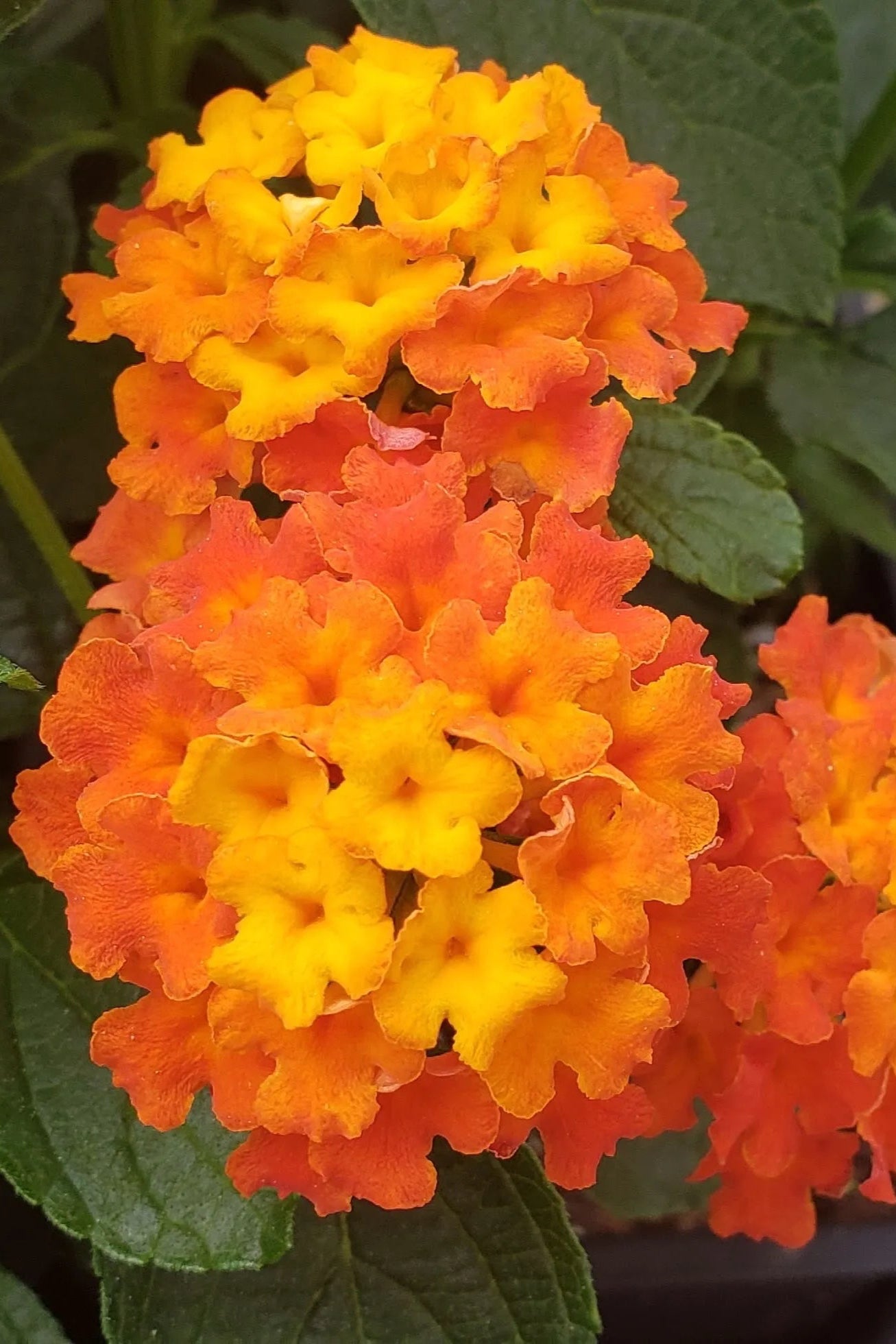 Lantana 'Lucky Flame' flowers in bloom up close ©Clesen Wholesale