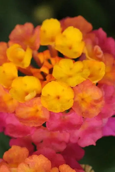 Lantana 'Lucky Sunrise Rose' flowers in bloom up close ©Clesen Wholesale