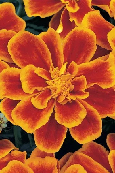 Marigold 'Durango Flame' in bloom and up close ©Clesen Wholesale