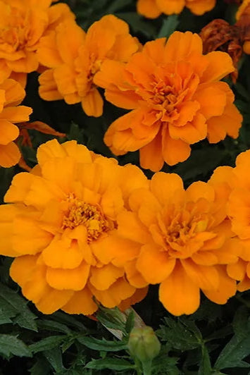 Marigold 'Durango Tangerine' in bloom and up close ©Clesen Wholesale