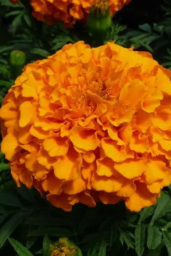 Marigold 'Taishan Orange' in bloom and up close ©Clesen Wholesale