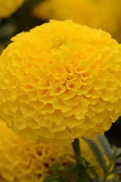 Marigold 'Taishan Yellow' in bloom and up close ©Clesen Wholesale