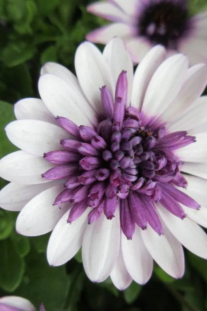 Osteospermum '4D Berry White' flowers up close ©Clesen Wholesale