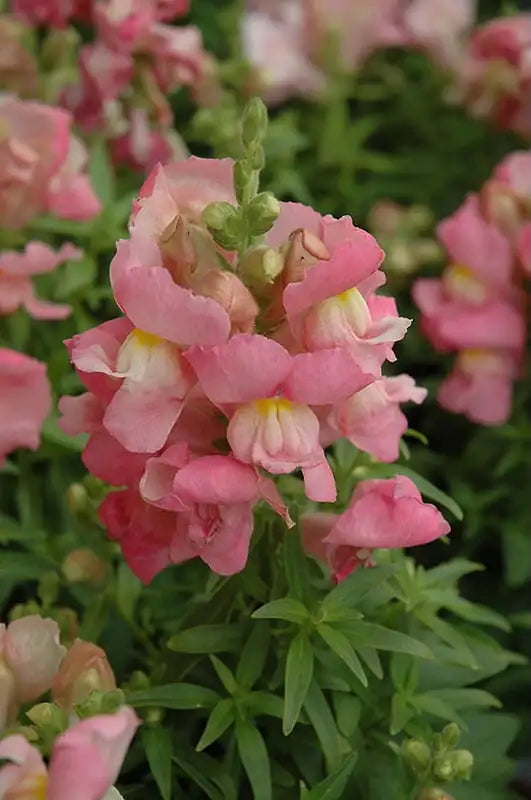 Snapdragon 'Snapshot Pink' in bloom and up close ©Clesen Wholesale