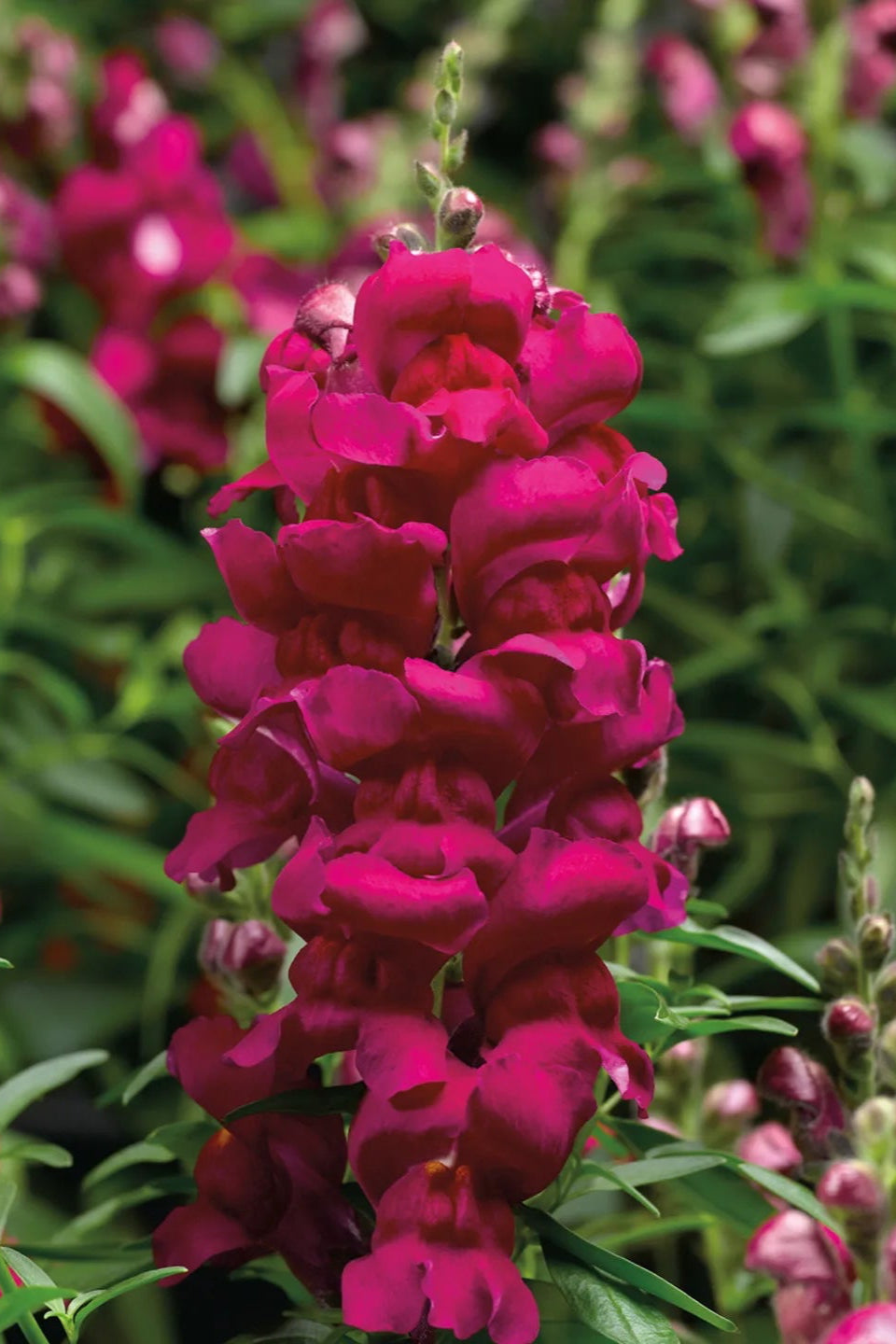 Snapdragon 'Snaptastic Magenta' in bloom and up close ©Clesen Wholesale