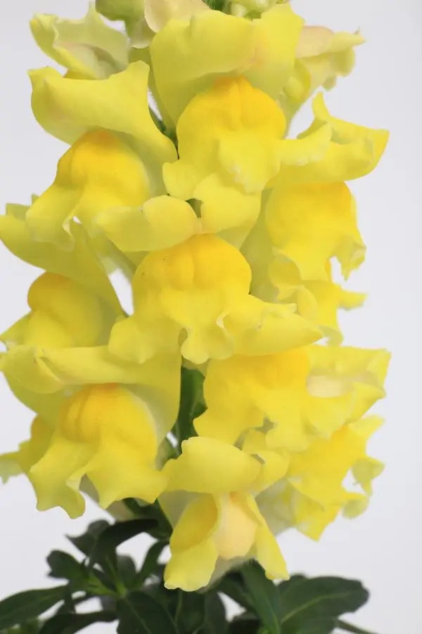 Snapdragon 'Snaptastic Yellow' in bloom and up close ©Clesen Wholesale