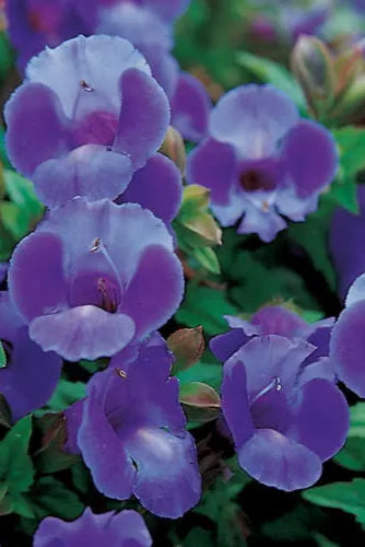 Torenia 'Summer Wave Blue' in bloom and up close ©Clesen Wholesale